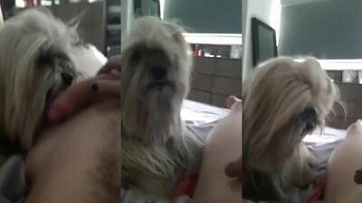 Zoo video: ariel zoophilia porn boar