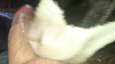 Bestiality hentai: animal porno cartoons