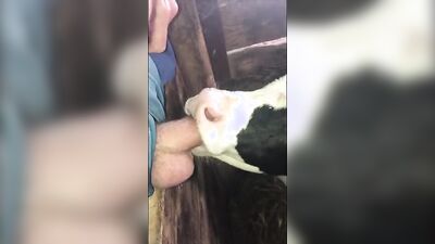 Bestiality hentai: animal porno cartoons