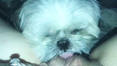 Teen dog sex: dog fuck girl anime
