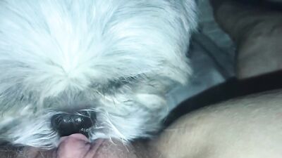 Teen dog sex: dog fuck girl anime