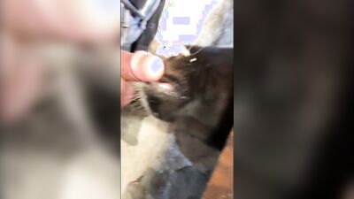 2 dog girl: pregnant porn dog