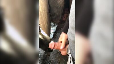 2 dog girl: pregnant porn dog