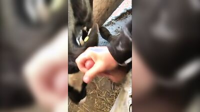 2 dog girl: pregnant porn dog