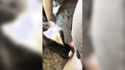 2 dog girl: pregnant porn dog