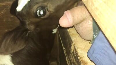 2 dogs 1 girl: zoo 2 porn