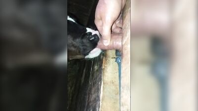 2 dogs 1 girl: zoo 2 porn