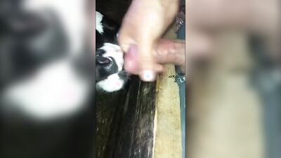 2 dogs 1 girl: zoo 2 porn