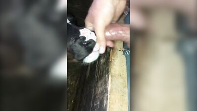 2 dogs 1 girl: zoo 2 porn