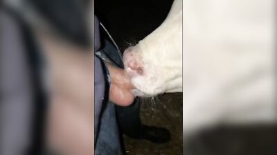 Gay zoo porn: hentai zoo porn