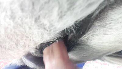 Art of zoo: sonya animal porn
