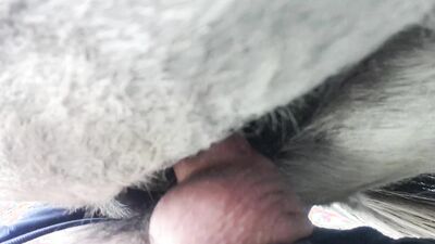 Art of zoo: sonya animal porn