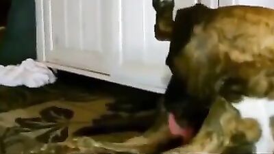 1 girl 5 dog: bestiality porn site
