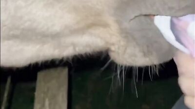 Gay zoo porn: dog anal porn