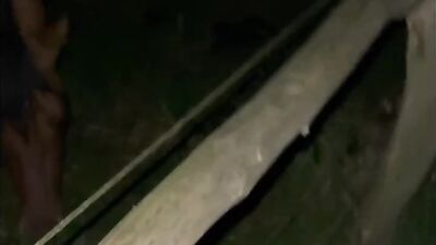 Gay zoo porn: dog anal porn