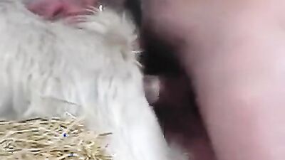 Dog girl: zoophilia lesbian