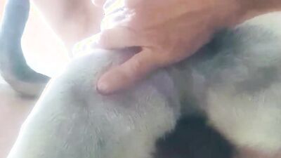 Girl having dog: exclusive animal porn