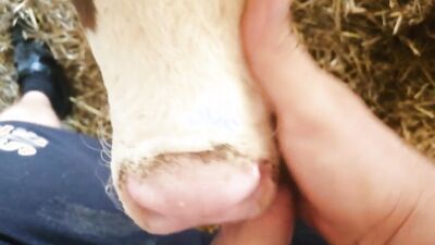 Dog girl anal: dog horse 3d porn