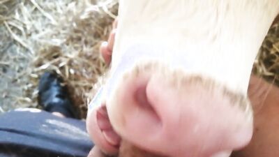 Dog girl anal: dog horse 3d porn