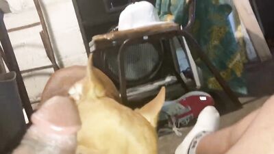 Art of zoo porn: video porno zoo dogs