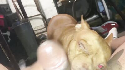 Art of zoo porn: video porno zoo dogs