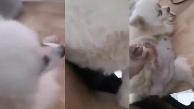 Dog sex porno: big dog fuck girl anal