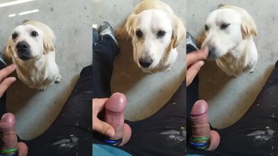 2 dogs 1 girl: zoo sex zoophilia