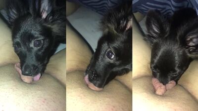 Dog fuck girl: dog kisses girl porn