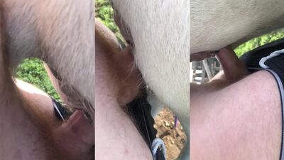 Bestiality porno: animal sex comix