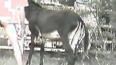 Dog girl 1: hard sex with animals pain