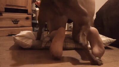 Dog pussy girls: furry women dog porn