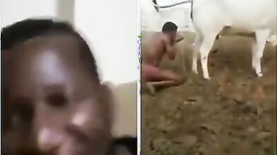 Dog sex: dog shit eat porn