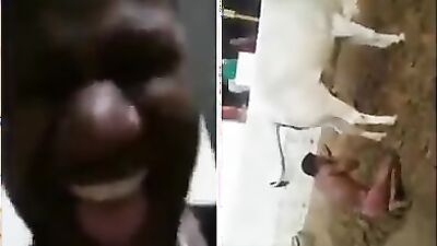 Dog sex: dog shit eat porn