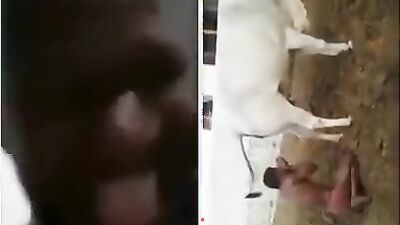 Dog sex: dog shit eat porn