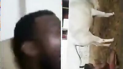 Dog sex: dog shit eat porn