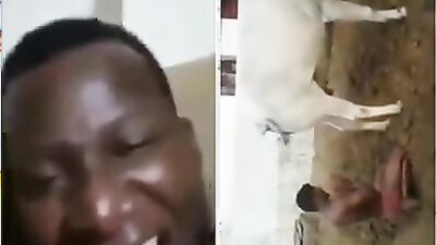Dog sex: dog shit eat porn