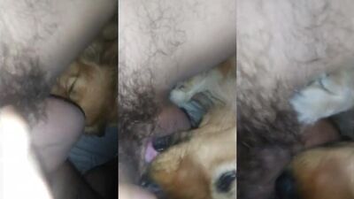 Girl cat dog: zoo seks video staroe