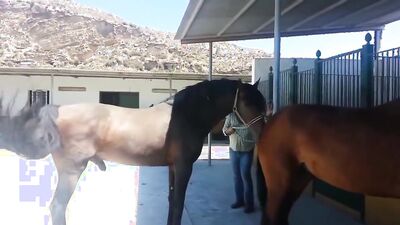 Zoo video: male sex animals