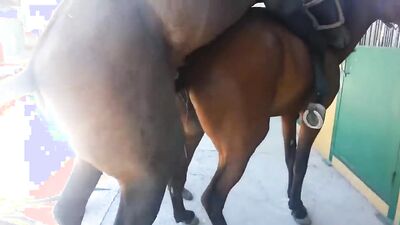 Zoo video: male sex animals