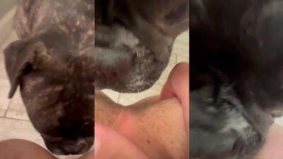 Bestiali comics: dog lake pussy sex