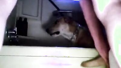 Girl having dog: zoo porn dog cum in mouth