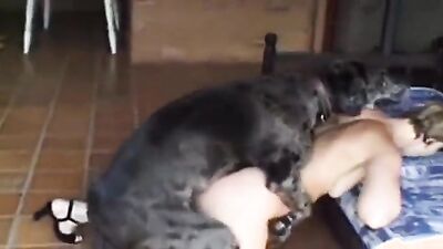 Bestiality dog: animal zoo porno