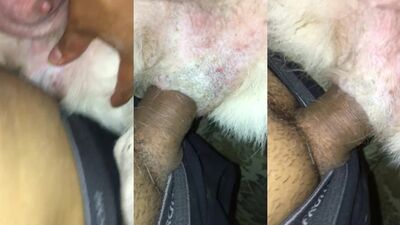 Dog sex girl: bestiality pmv