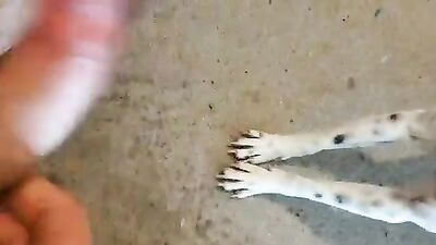 Bestiality hentai: zoo porn feral