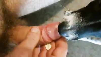 Bestiality hentai: zoo porn feral