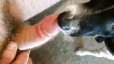 Bestiality hentai: zoo porn feral