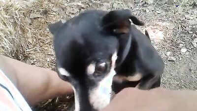 1 girl 5 dog: bestiality video rule