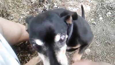 1 girl 5 dog: bestiality video rule