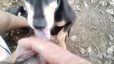 1 girl 5 dog: bestiality video rule