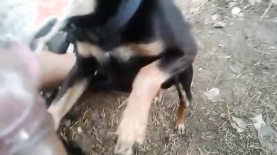 1 girl 5 dog: bestiality video rule
